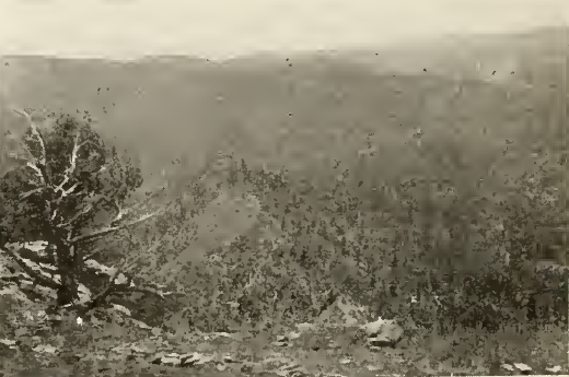 View  of Upper Part of Mesa Showing Mound of Large  Ruin and Chimney Rock