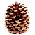 pine cone