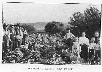 Hitchcock Cabbages