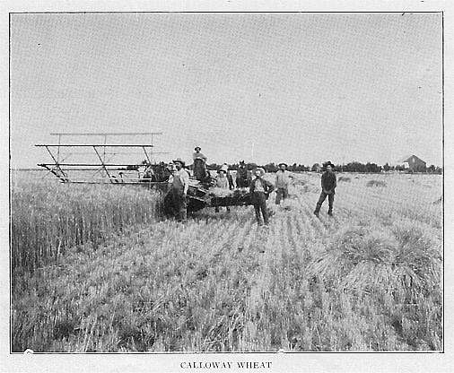 Calloway 62 Bushel Wheat